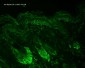 HSP60 Antibody